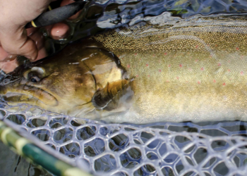 Act Now for Oregon Wildlife