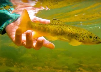 The Future of British Brown Trout