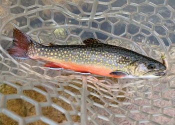 Brook Trout May Be More Adaptable to Climate Change Than Previously Thought