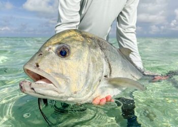 Hosted Trip Report: Alphonse Island Seychelles