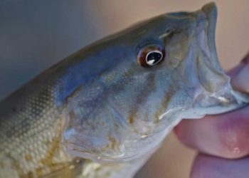 Podcast: Tom Rosenbauer Talks Smallmouth Bass