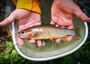 Rare Colorado Cutthroat Subspecies Rebounding from Near Extinction