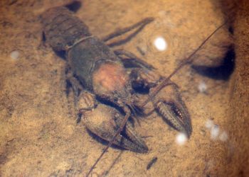 The Best Crayfish Flies | MidCurrent