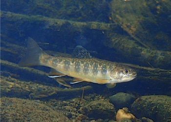 Bringing “Salter” Brook Trout Back to Cape Cod