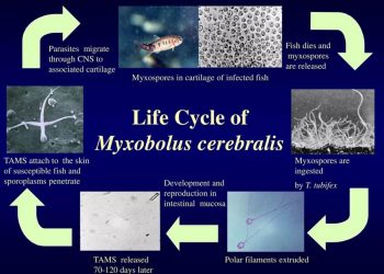 What Ever Happened to Whirling Disease?