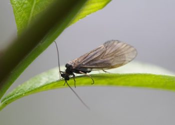 Mastering the Mother’s Day Grannom Caddis Hatch