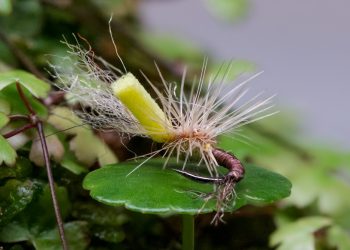 Side Sleeper PMD Fly Tying Video Tutorial
