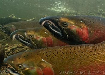 The Mystery of Coho Salmon in the McKenzie River