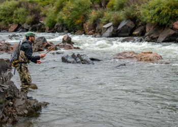 After a Century of Abuse, the Arkansas River is on the Rise