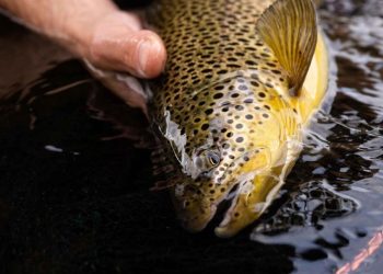 Has One of the World’s Best Brown Trout Fisheries Been Hiding in Plain Sight?