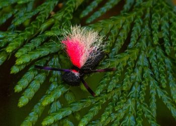 Simon’s Simple Beetle | The Caddis Fly: Oregon Fly Fishing Blog