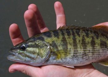 Biologists use DNA to Identify Two “New” Bass Species