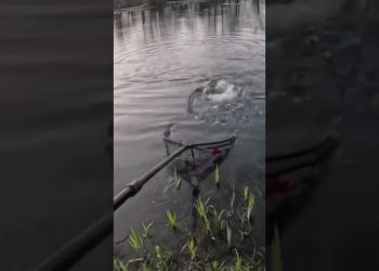 Buzzer Fishing – Fly Fishing UK 🇬🇧 – Ellerdine Lakes  #fishing #troutfishing