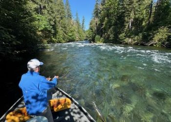 Fishery Management in the McKenzie River, Fall, 2025