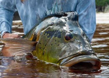 Jungle Fly Fishing Adventure 2025