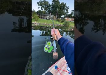 2nd pike on the fly! Anyone know why this fish looked like this? #flyfishing #topwater #bass #pike