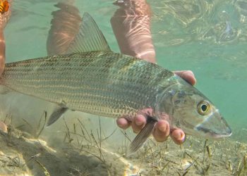 A Bonefish Primer for Beginners