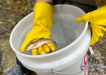 Anglers and Scientists are Racing to Save Appalachian Brook Trout