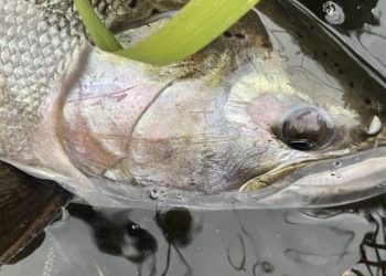 Headshot of a 30incher!