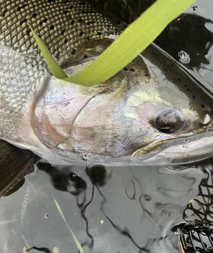 Headshot of a 30incher!