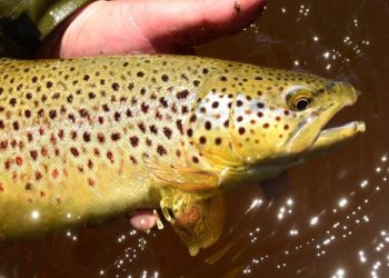 It’s Time to Rethink Catch-and-Release Trout Fishing—or Get Much Better at It