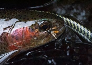 October Caddis Wet Fly | The Caddis Fly: Oregon Fly Fishing Blog