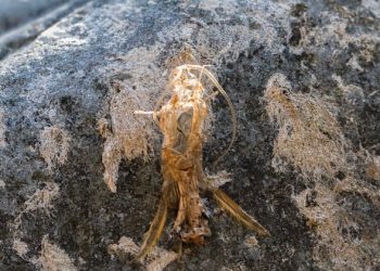 Simple Chenille October Caddis Pupa