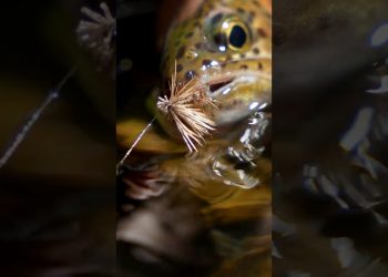 The Fly Every Angler Needs In Their Box!