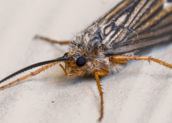 The Mighty October Caddis: Tips and Tricks for our Favorite Fall Hatch