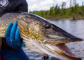 Why Trout Anglers Should Try Chasing Pike