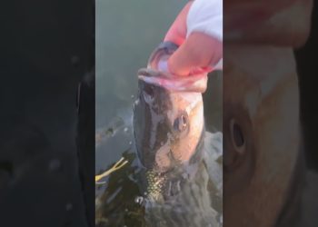 A true marsh dweller on a fly rod #fishing