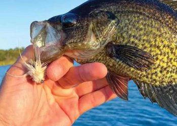 Best Tips for Winter Crappies on the Fly