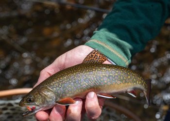 Maine Family Challenges State Over Fly-Fishing-Only Regulations