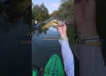 What fish is OVERRATED?!💀 #fishing #shorts