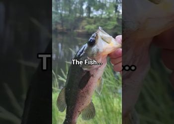 fishing holes#bassfishing #fishing #pike