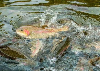 Arkansas Implements New Trout Regulations Following Historic Hatchery Crisis
