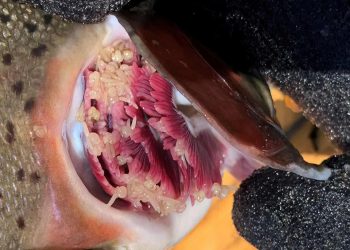 CPW Confirms Severe Gill Lice Infestation in Lower Blue River Linked to Private Stocking