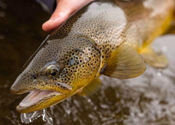 Hatch Magazine’s Top 10 Stories of 2025