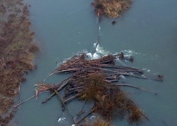 Obstruction on Lower McKenzie River
