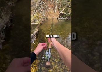 Pretty surprising to see these fish in the river this time of year #flyfishing #kingsalmon #trout