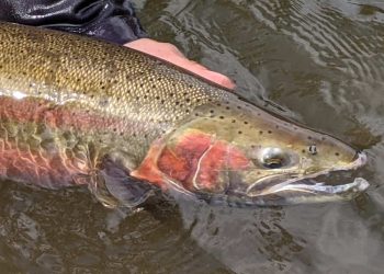 Skagit Steelhead Season Hangs by a Thread—Not for Lack of Fish, But Funding