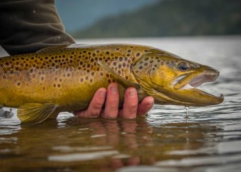 Fly Fishing Brown Trout Release