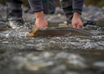 Fly Fishing Trout Release